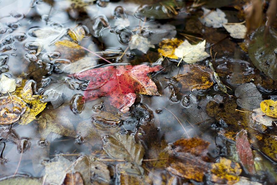 water, lake, stream, river, pond, leaf, leaves, surface, color HD wallpaper