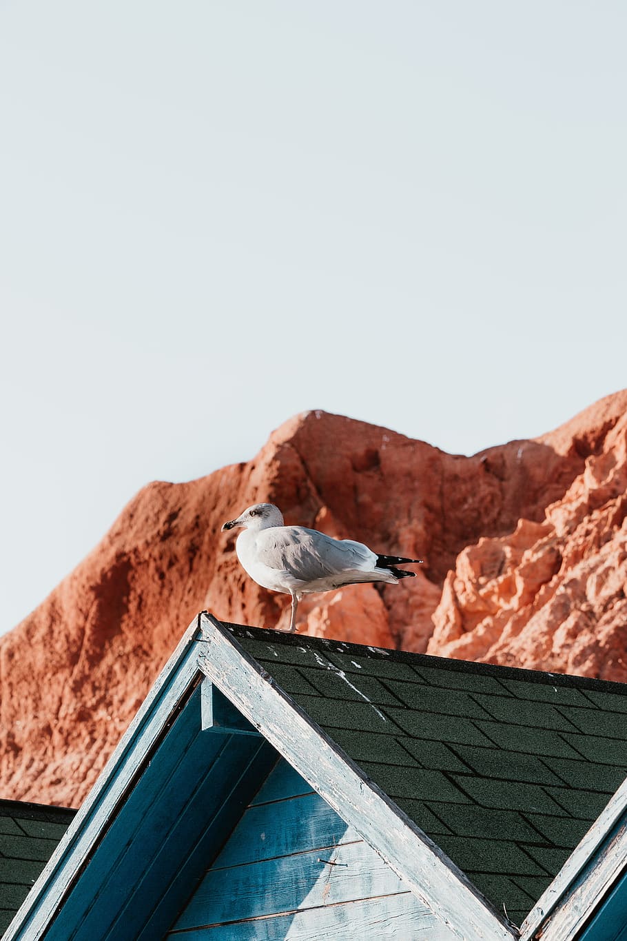 white seagull perching on roof, cabin, ocean, sky, beachlife HD wallpaper