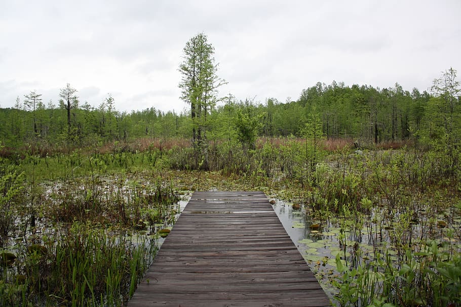 nature, swamp, peaceful, path, outdoors, now what, plant, growth HD wallpaper
