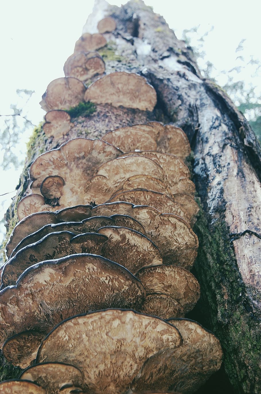 brown mushroom, close-up, food, food and drink, no people, tree HD wallpaper
