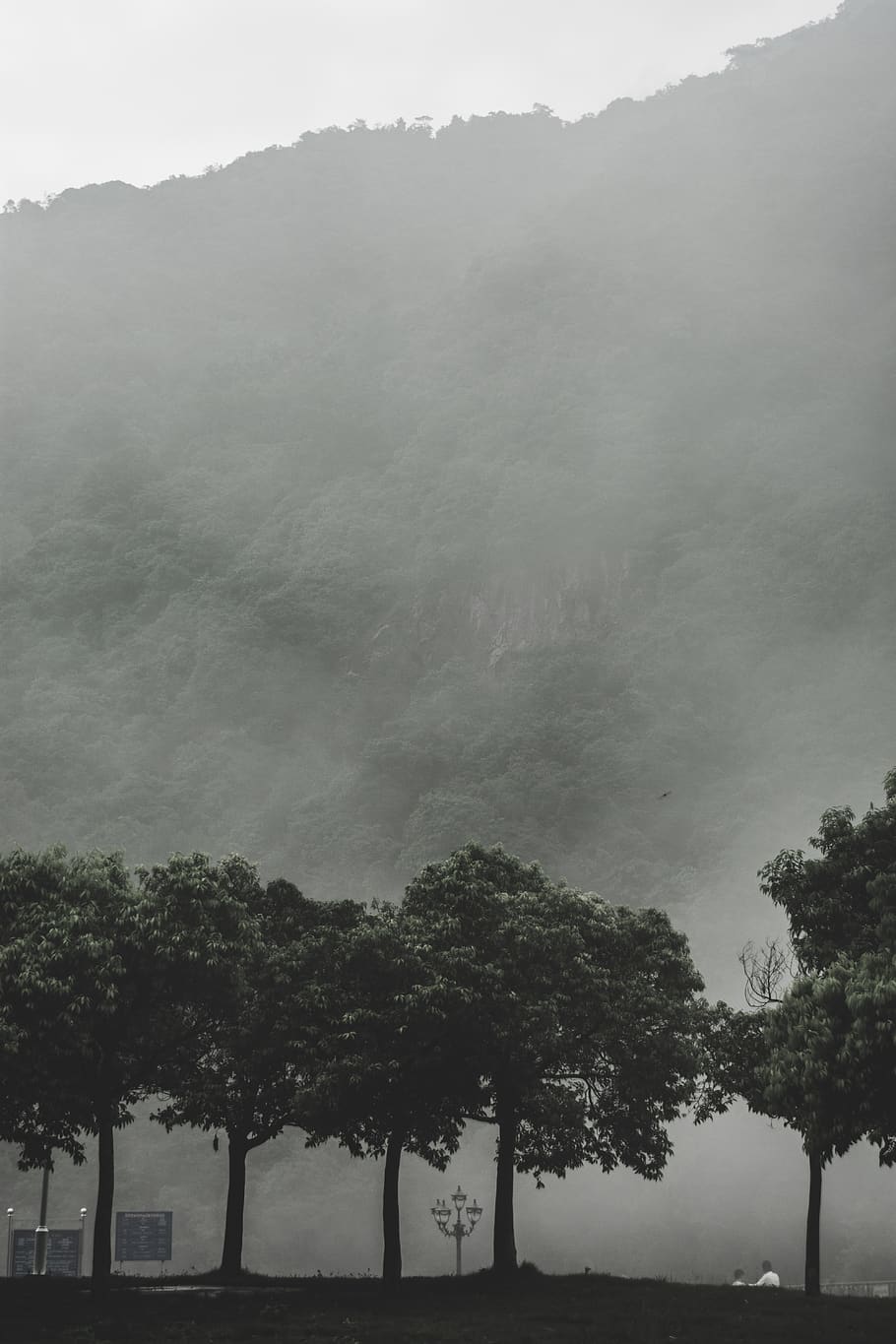 fog, tree, mountain, black, plant, beauty in nature, scenics - nature HD wallpaper