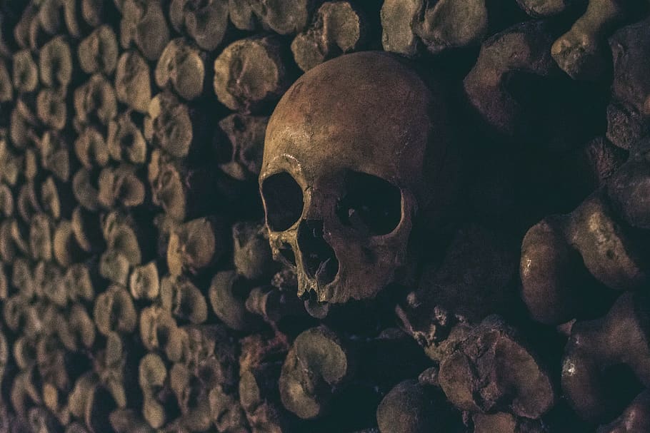 brown skull wall, human skeleton, human skull, human bone, spooky HD wallpaper
