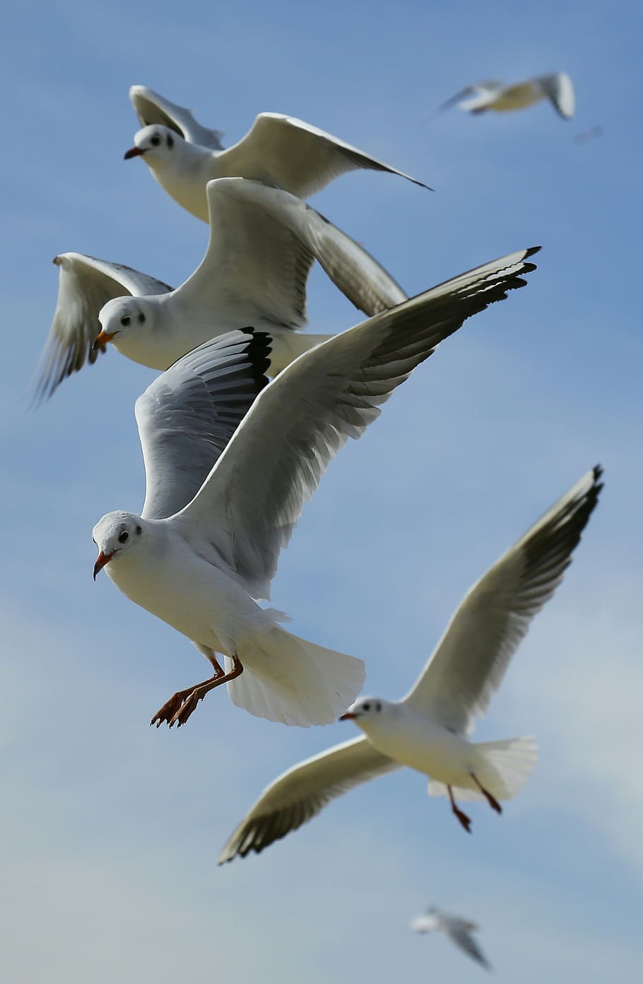 Flock of Seagulls Flying during Daytime, animals, flight, sky HD wallpaper