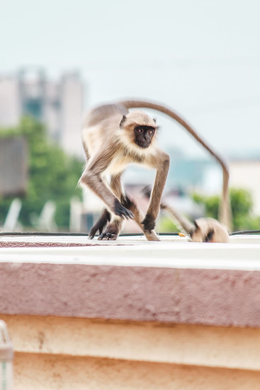 brown and black monkey, wildlife, animal, mammal, baboon, human HD wallpaper