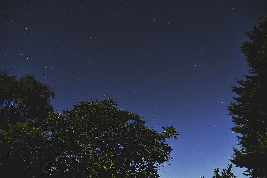 stars, sky, trees, astronomy, plant, space, low angle view HD wallpaper