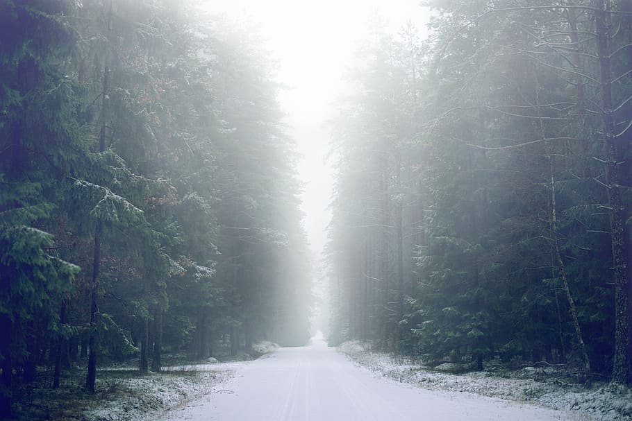 narrow road between trees, forest, snow, winter, snowy, pinetree HD wallpaper