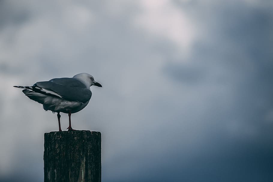 bird, animal, animal wildlife, animal themes, animals in the wild HD wallpaper