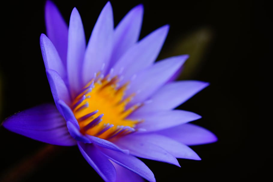 flowering plant, freshness, petal, inflorescence, close-up HD wallpaper