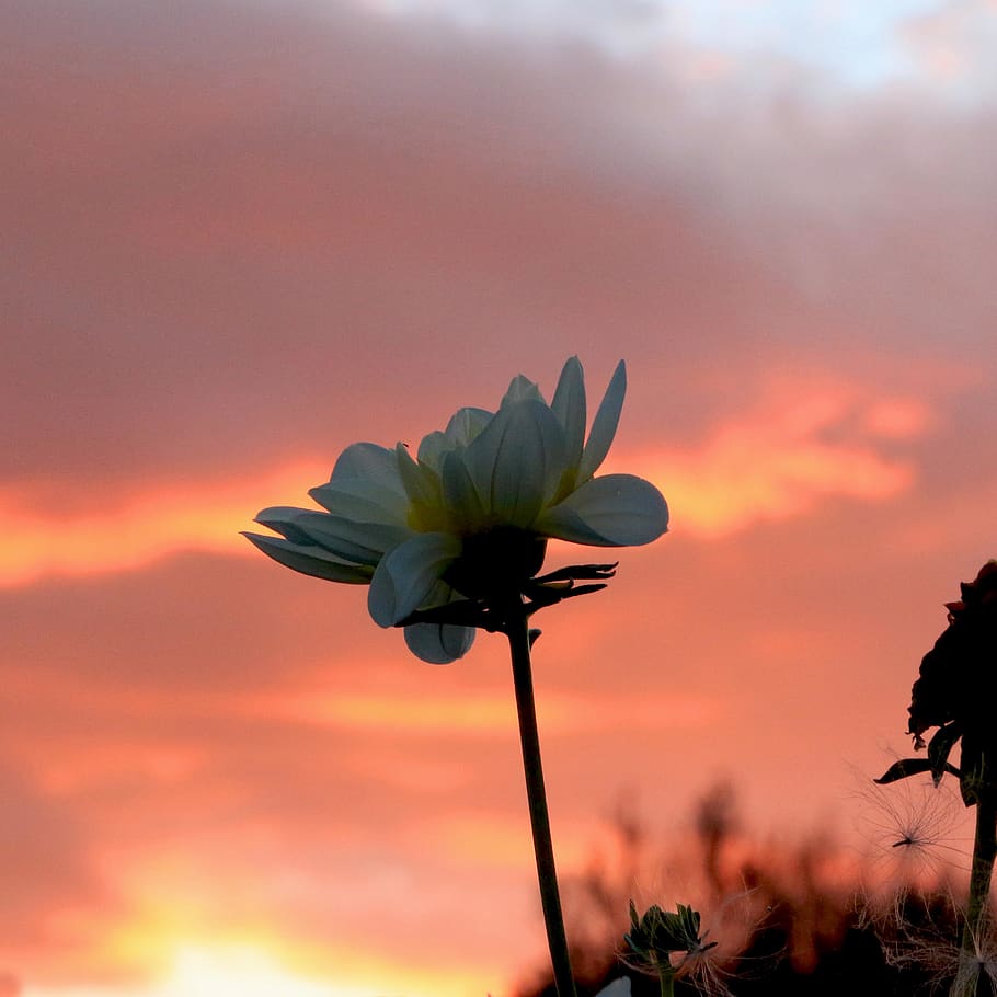 flower, dusk, nature, sunset, orange, flowering plant, beauty in nature HD wallpaper