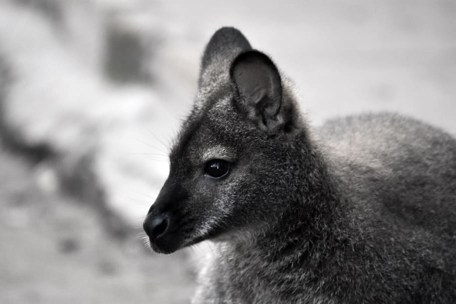 kangaroo, black white, background, go to, one animal, animal wildlife HD wallpaper