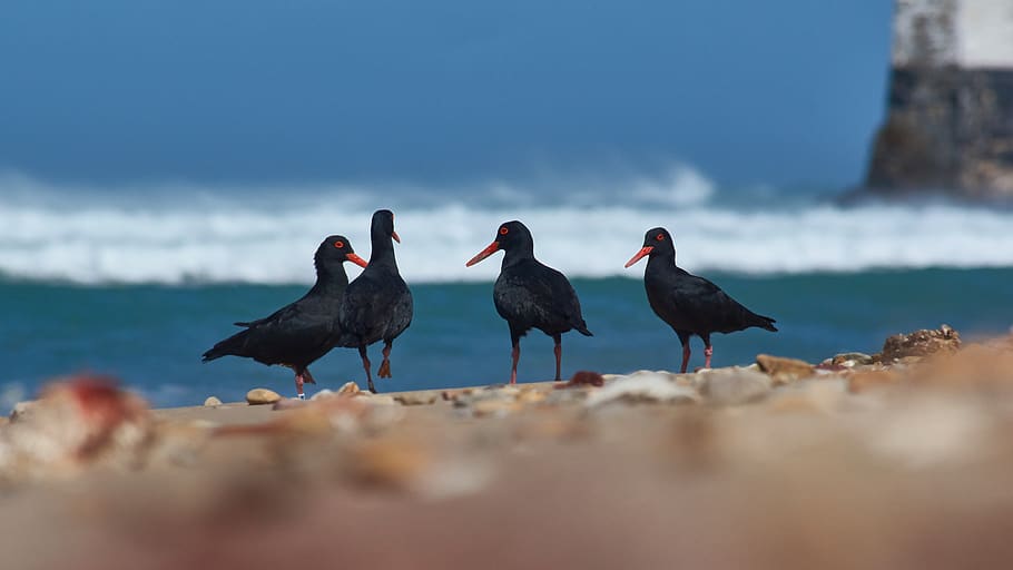 four black birds, animal, waterfowl, black swan, port elizabeth HD wallpaper