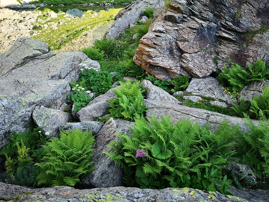 green-leafed plants on rocks photo, potted plant, jar, pottery, HD wallpaper