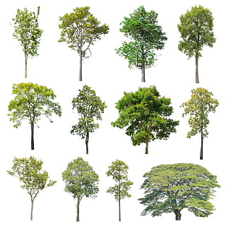 tree, isolated, nature, green, summer, deciduous trees, plant HD wallpaper