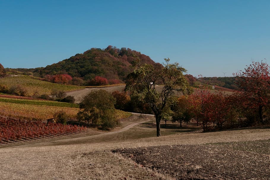 wine, winegrowing, vine, winemaker, agriculture, autumn, landscape HD wallpaper