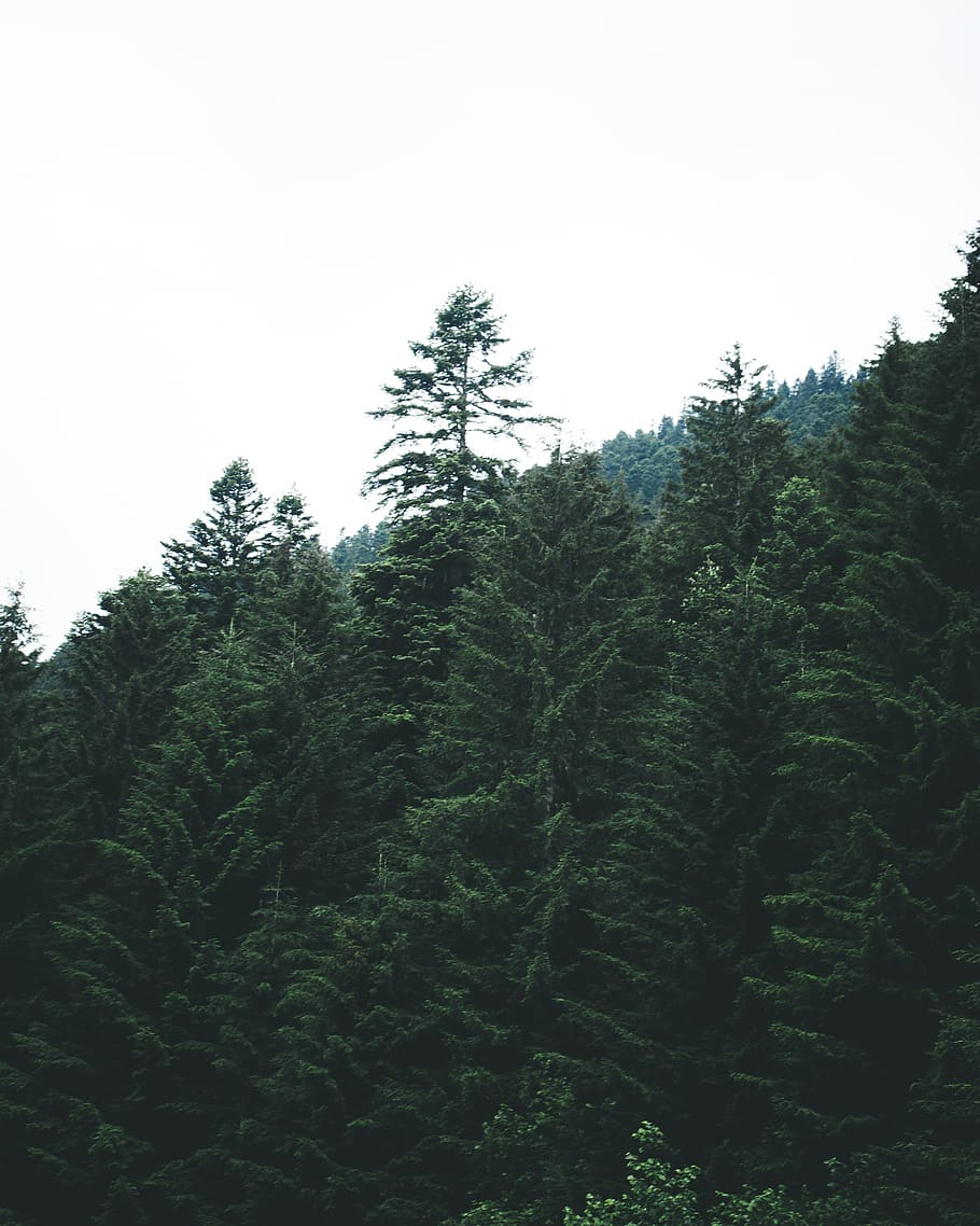 Green Trees, forest, nature, outdoors, woods, plant, sky, growth HD wallpaper