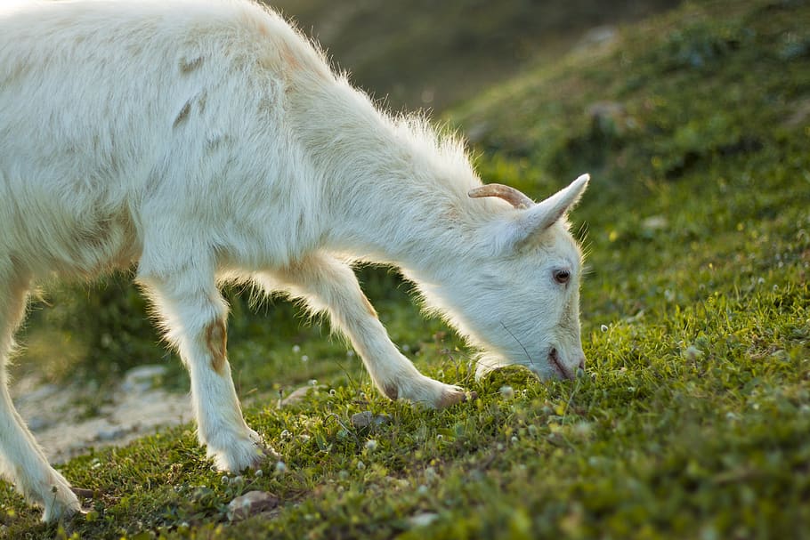algeria, tlemcen, sprint, sun, forest, ferme, wild, sheep, mammal HD wallpaper