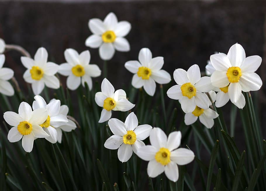 daffodil, white, flower, spring, supplies, nature, blooming HD wallpaper