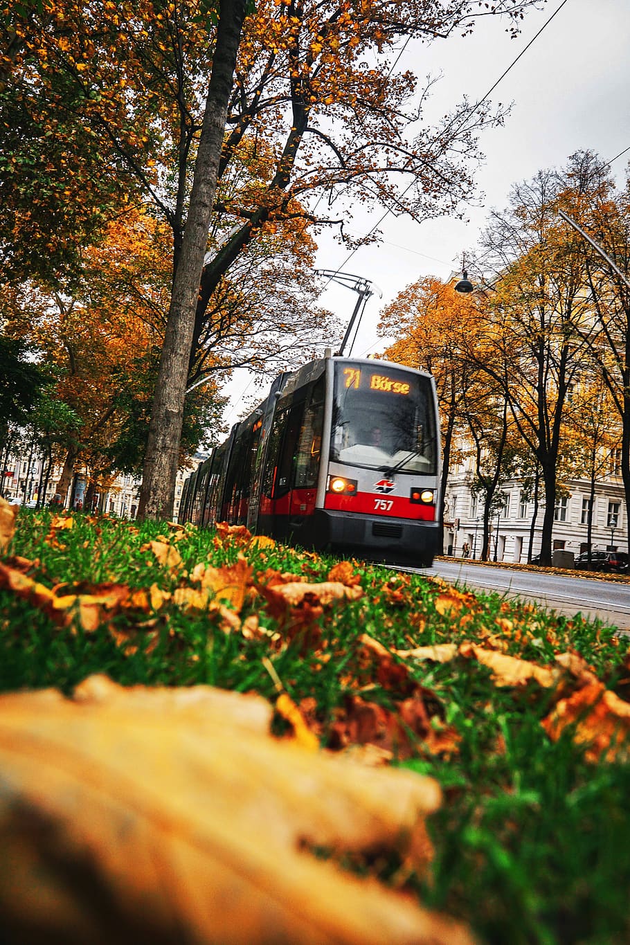 austria, vienna, tram, fall, autunm, beautiful, colorful, trees HD wallpaper