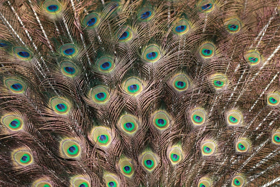 bird, peacock, tail, feathers, colorful, pattern, peacock feather HD wallpaper