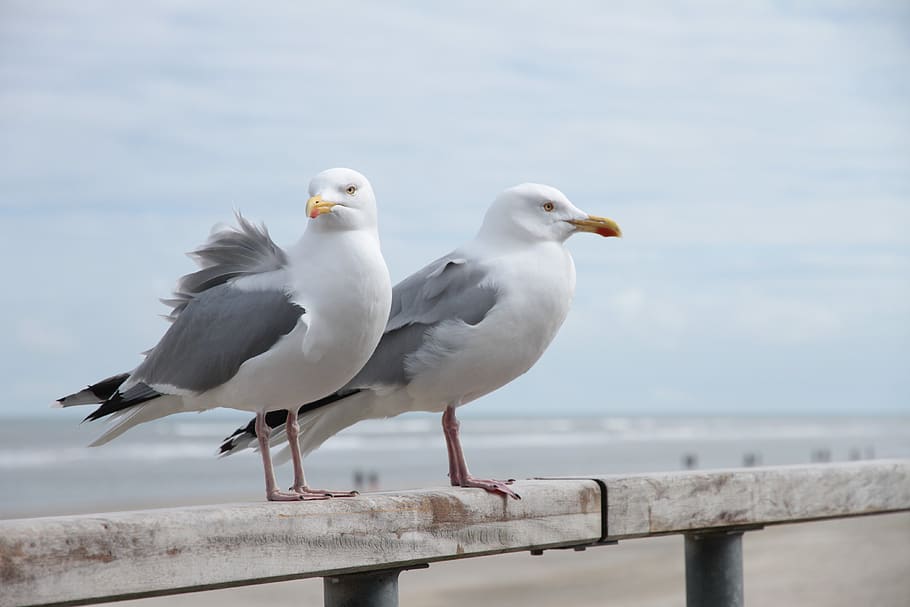 germany, norderney, seagull, animal, animal themes, vertebrate HD wallpaper