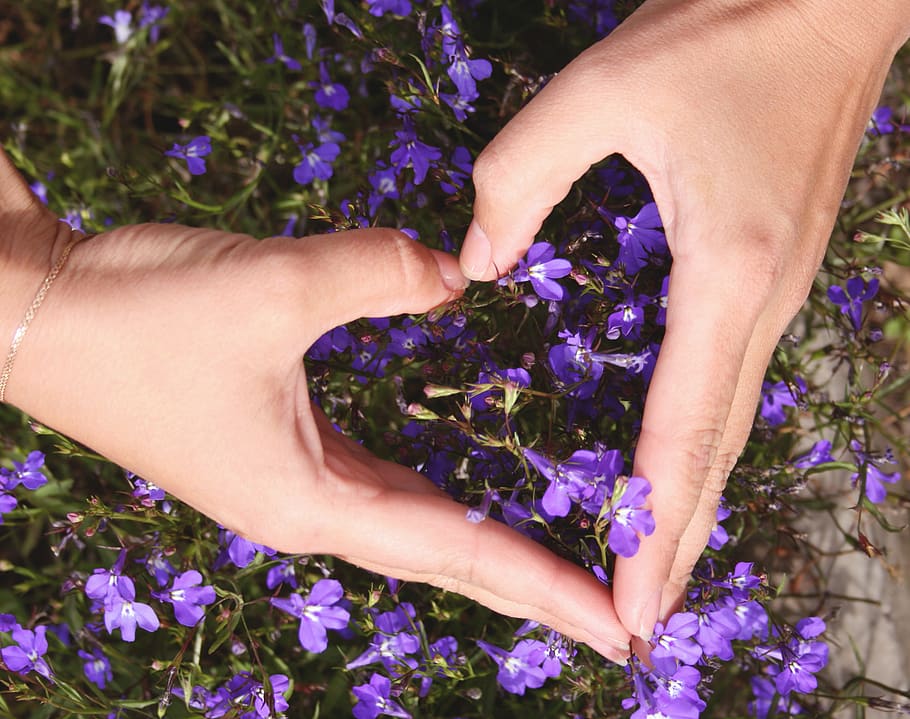 Heart Shape With Hand, bloom, blossom, flora, flower, flowers HD wallpaper