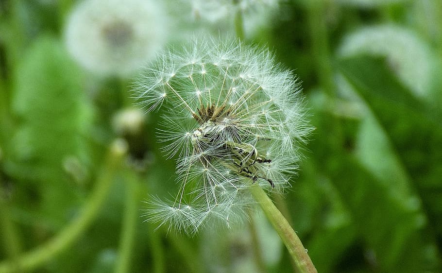 nature, plant, summer, sheet, shoots, dandelion, fragility HD wallpaper