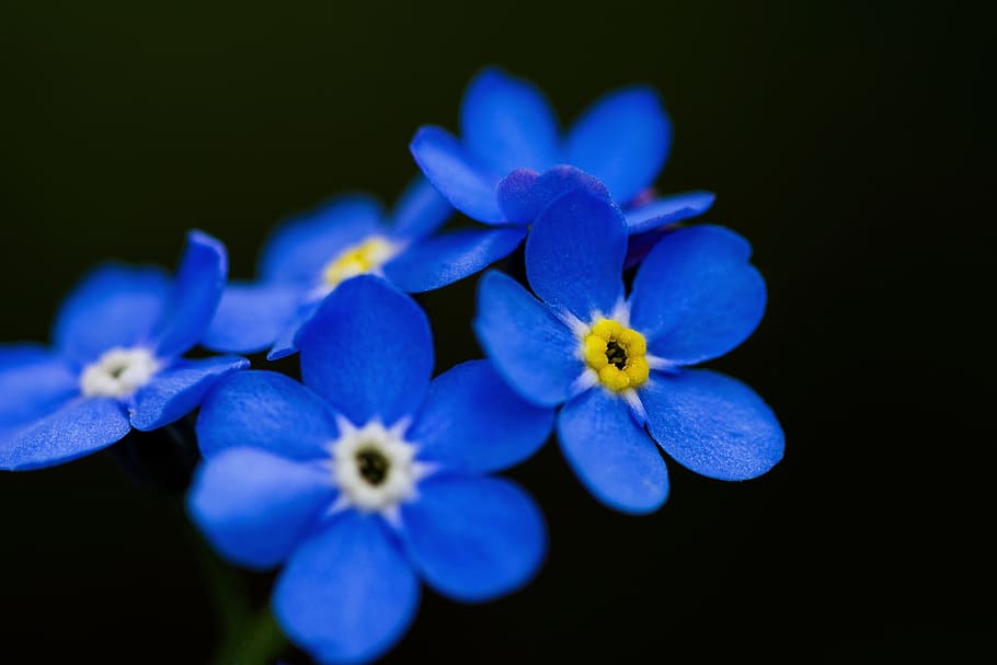 spring, nature, bloom, flora, beauty, close, colorful, bella HD wallpaper