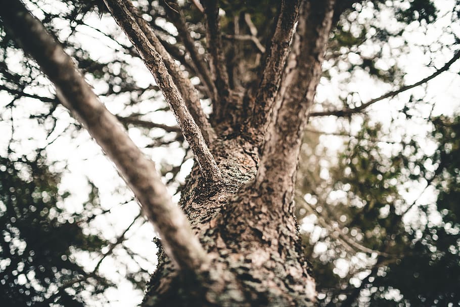 tree, plant, tree trunk, foliage, leaves, bark, forest, root HD wallpaper