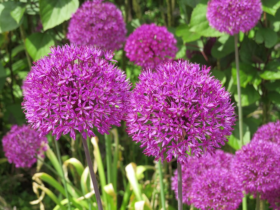 HD wallpaper: allium, flower, flowering plant, purple, freshness, close ...