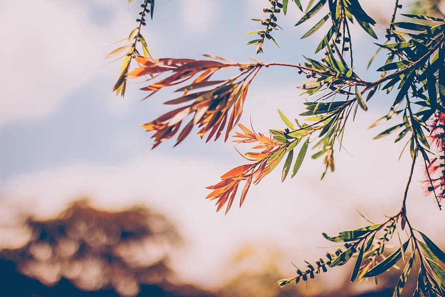 Shallow Focus Photography of Green Leafed Plant, blur, branch HD wallpaper