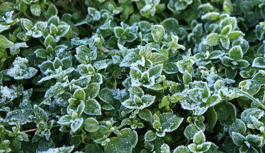 frost, leaflet, winter, plant, nature, food and drink, green color HD wallpaper