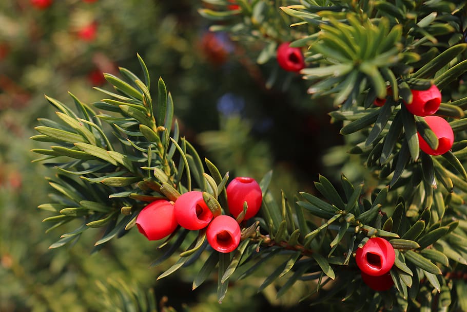 yew, fruit, red, plant, berries, evergreen, toxic, seeds, fruits, HD wallpaper