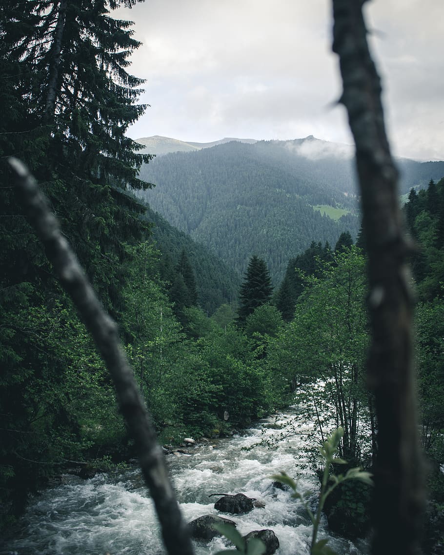 River Between Trees, countryside, daylight, environment, flow HD wallpaper