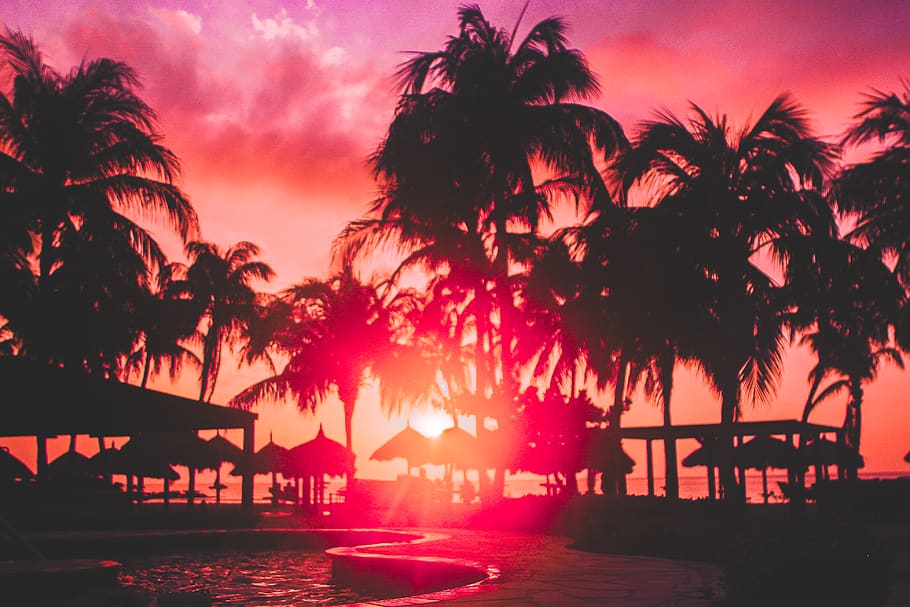 aruba, divi beach, tree, sky, palm tree, sunset, plant, silhouette, HD wallpaper
