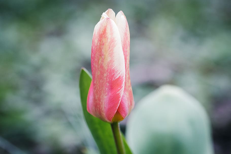 tulip, spring, nature, red, garden, flowers, tulips, pink, plant HD wallpaper