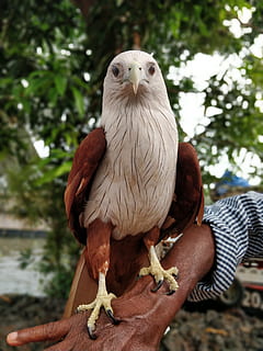 animal, bird, vulture, eagle, hawk, india, kerala backwaters HD wallpaper