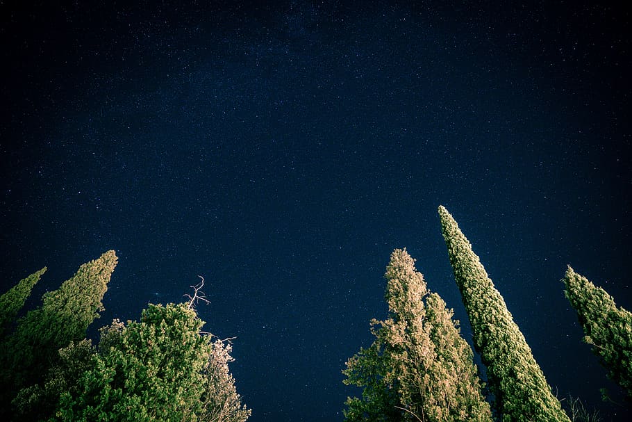 green pine trees during nightime, beauty in nature, plant, star - space HD wallpaper