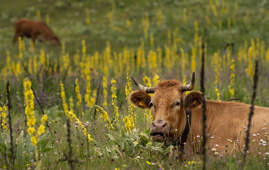 animals, cow, livestock, beef, farm, agriculture, mammal, nature HD wallpaper