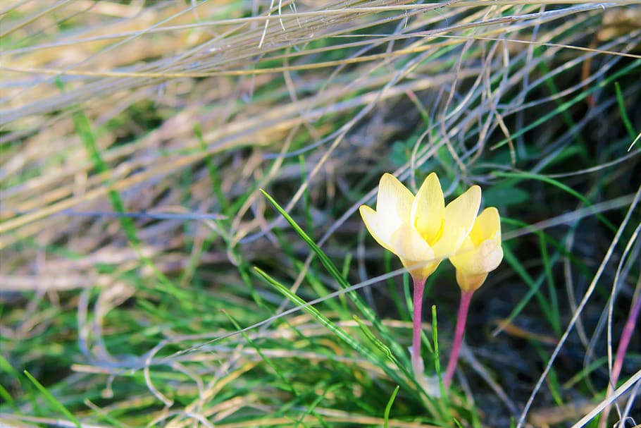 flower, crocus, spring, nature, plant, blooming, white, flowering plant HD wallpaper
