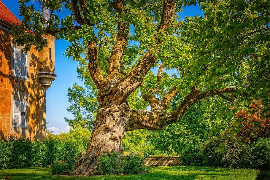tree, wood, old, gnarled, tribe, log, branches, large, ancient HD wallpaper