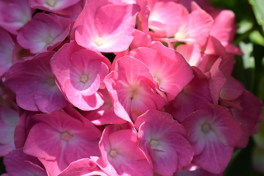 hydrangea, blossom, bloom, pink, flowering plant, petal, vulnerability HD wallpaper