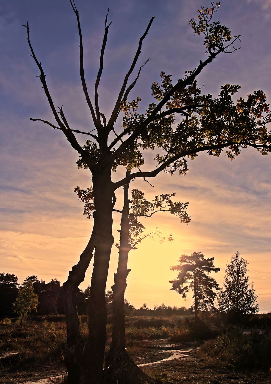 sunset, trees, backlighting, landscape, nature, sky, twilight HD wallpaper