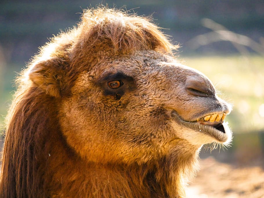 long haired camel