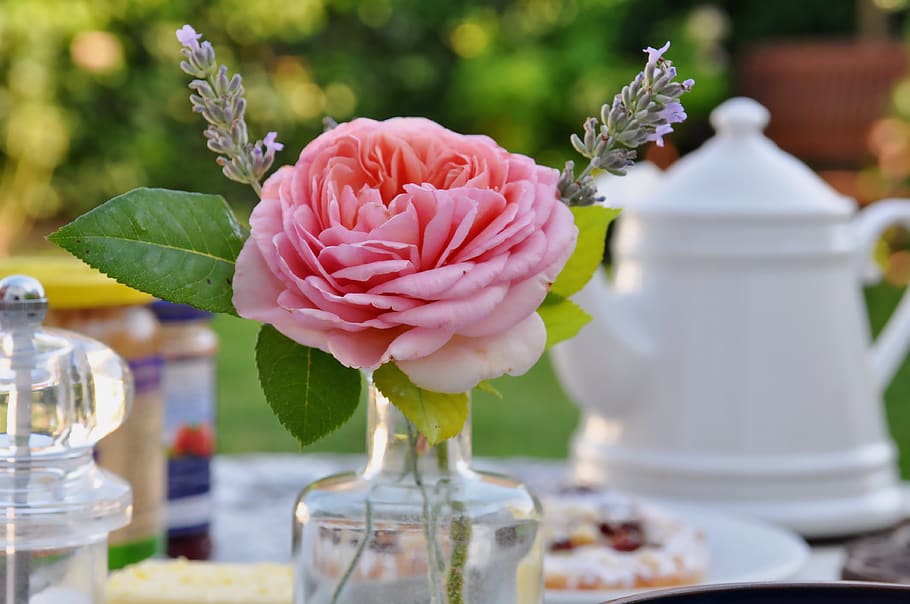 breakfast, breakfast table, rose, romantic, flower, flowering plant HD wallpaper