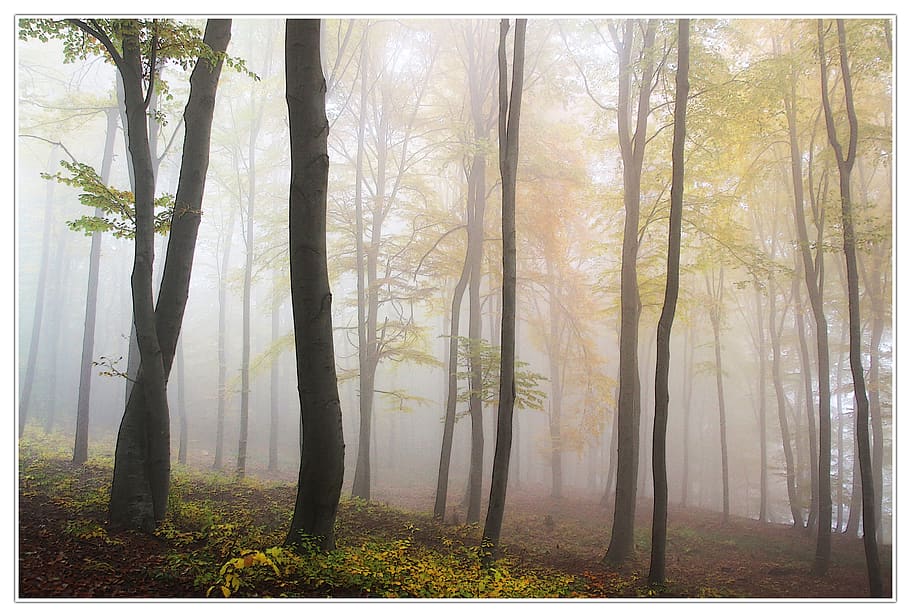 Green Leaf Trees Painting, fog, forest, landmark, mist, nature HD wallpaper