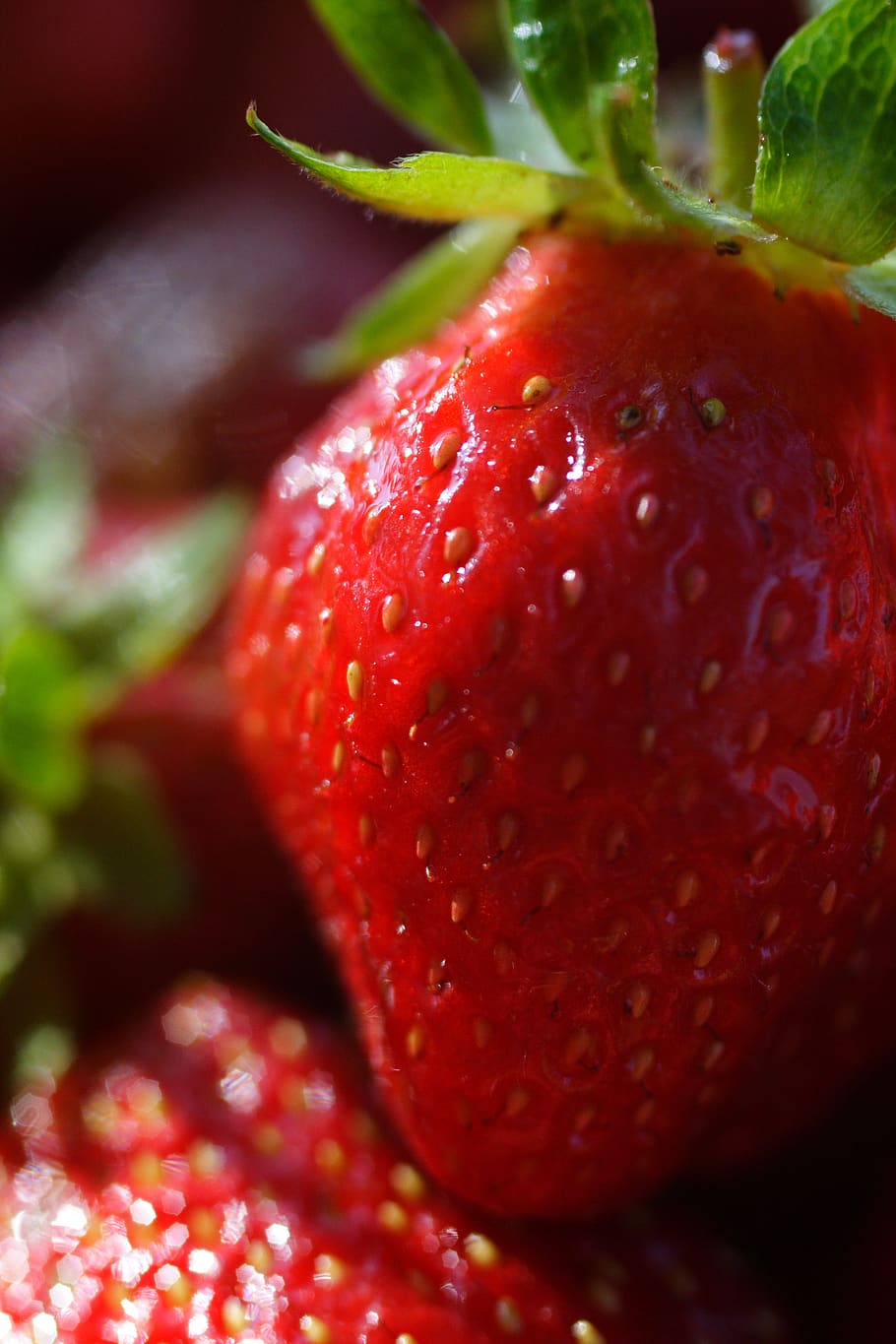 belarus, berry, red, fresh, fruit, macro, strawberry, nature HD wallpaper