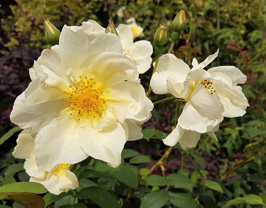 flower, bloom, summer, flora, rose, flowering plant, fragility HD wallpaper