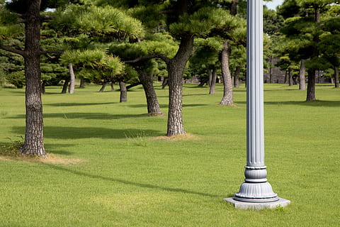 plant, grass, lamp post, tree, lawn, tree trunk, outdoors, park HD wallpaper