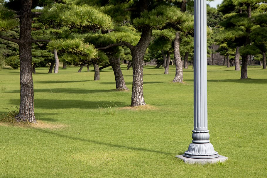 plant, grass, lamp post, tree, lawn, tree trunk, outdoors, park HD wallpaper