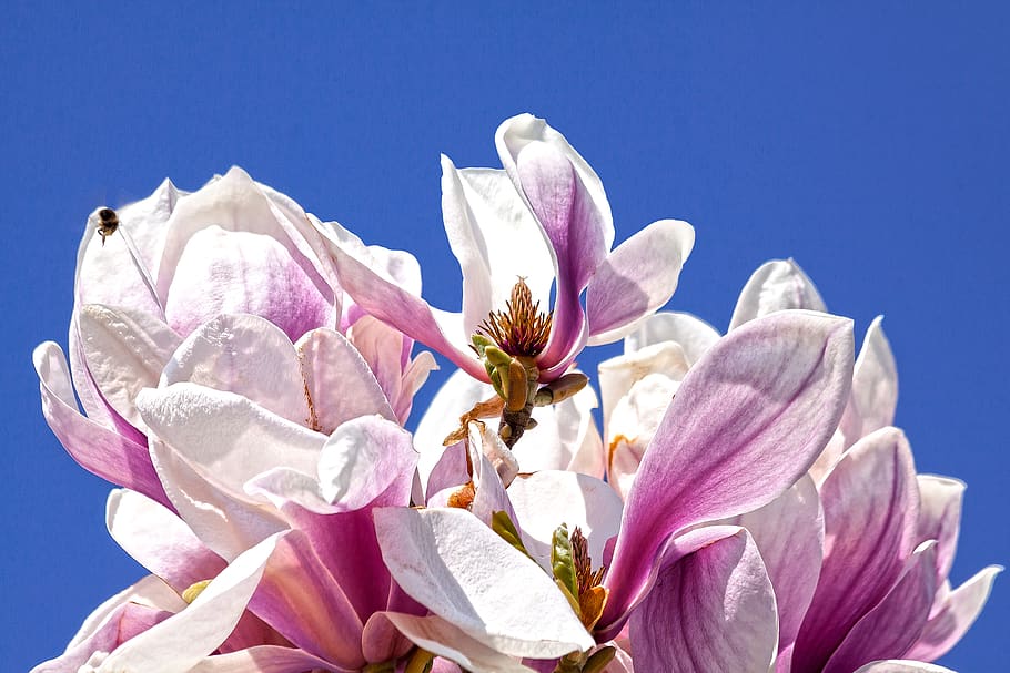 magnolia, blossom, bloom, spring, flower, pink, white, nature HD wallpaper